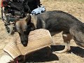 Dante bark & hold 2