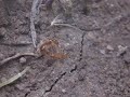 Solenopsis (fourmis)
