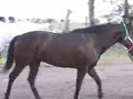 carreras de caballos en villanueva
