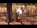 Carreras de caballos en Villanueva (Villanueva, Zacatecas)