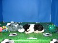 Bulldog Frances Hembra STA REF:174 4