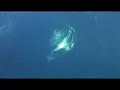 Incredible Tuna Fishing with Super Strike Charters