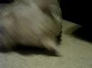 Westie Puppy Week 59 rest 7