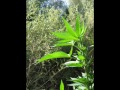 cultivo de guerrilla cultivo de guerrilla