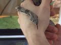 BCI