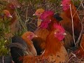 Chickens wandred off I had to go get them.