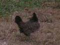 Runaway Chickens (Entertainment Hobbies Animals Pets)
