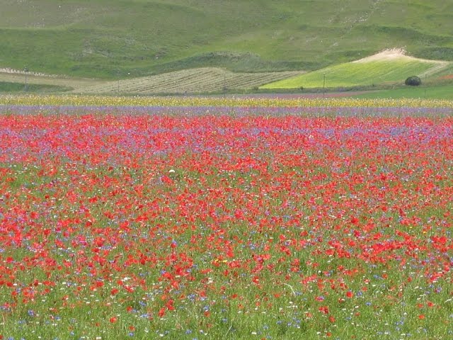 Sorriso gentile (a 432 Hz)