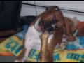 Awesone Boxer