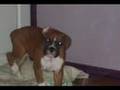 Awesone Boxer