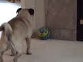 Wednesday Wiggly Giggly