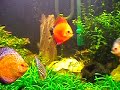os mais belos peixes de aquario do mundo veja as imagens 