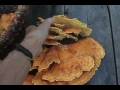 Vegetarian Thanksgiving - Hens & Chickens, No Turkey, please!
