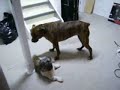 Vicious Pittbull attack on Shitzu