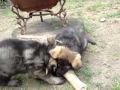 In the life of Strauss the German Shepherd puppy