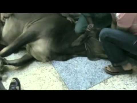 bakra eid qurbani 2011 - farhan sadar lahore cantt.