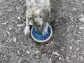 Water-Selfish Dog