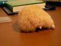 Morbidly Obese Hamster Morbidly Obese Hamster