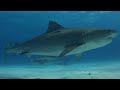Shark finning