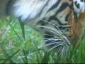 Eye of the Tiger