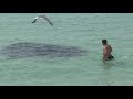 Mysterious Water Creature - Florida 2013