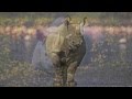 African rhino poaching crisis