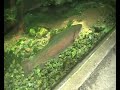 Universeum-G�teborg-Schweden-Sverige