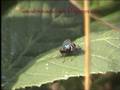 videos de Green Bottle Close up
