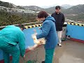 Feeding Live Chickens to Pumas, Tigers, Bears, and Lions