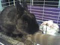 Kennedy organizing his cage