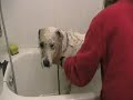 Malarkie needs a home