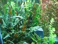 90 GAL Freshwater Planted Aquarium II