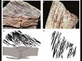 Evidence for Evolution: The Latest Feathered Dinosaur