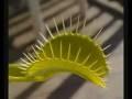 videos de SNAPPY THE VENUS FLY TRAP