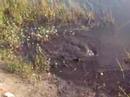 Bass Fishing & caught an Alligator !!!