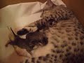 We Want Food! - Egyptian Mau Kittens We Want Food! - Egyptian Mau Kittens