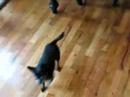 Wicked and Spike at Home part 1 Wicked and Spike at Home part 1