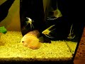 symphysodon discus & scalare