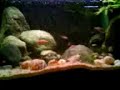 Neolamprologus Multifasciatus Biotopic Tank - Feeding time!