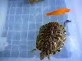 Turtle and goldfish asking for food
