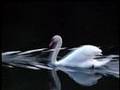 CISNES