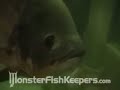 15,000 Gallon Tank Video Series #2 - 3/5 Monsterfishkeepers