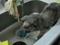マリーちゃんの水遊び