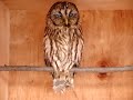 Owl blinking