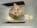 $5,560 cat box!