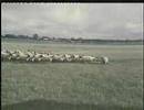 Sheep-shagging