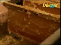 Making Honey