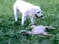 cani simpatici
