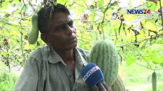 Hybrid Watermelon in Barishal থাইল্যান্ডের তরমুজ চাষ করে সফল হয়েছেন বরিশালের কৃষক on News24
