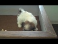 Agreatdog  Shih Tzu Video April M 11-21-09